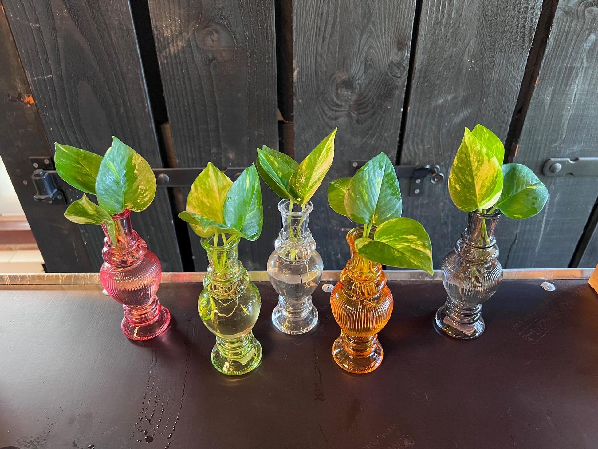 Kamerplanten set van 6 in Venice Glas - Forestbloom