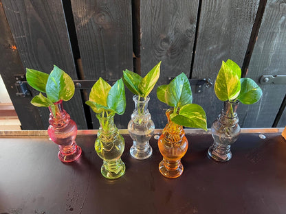 Kamerplanten set van 6 in Venice Glas - Forestbloom