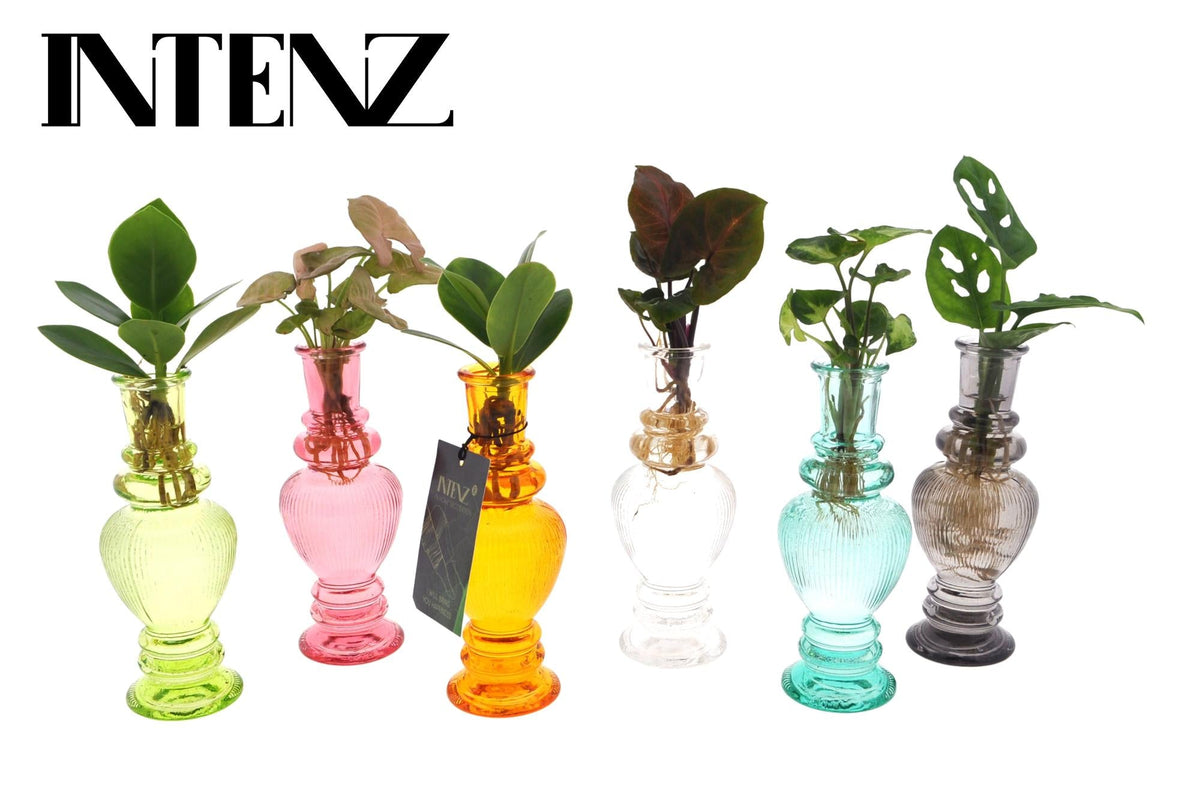 Kamerplanten set van 6 in Venice Glas - Forestbloom