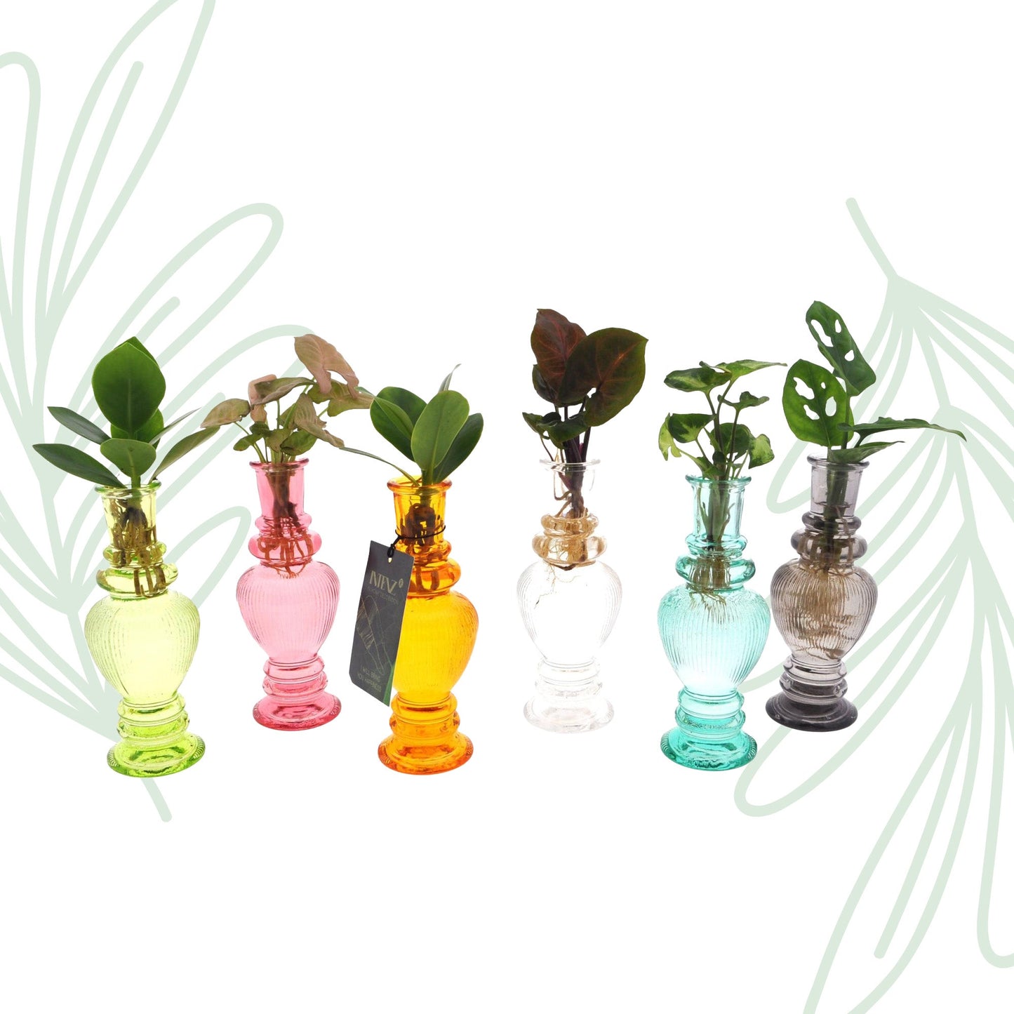Kamerplanten set van 6 in Venice Glas - Forestbloom