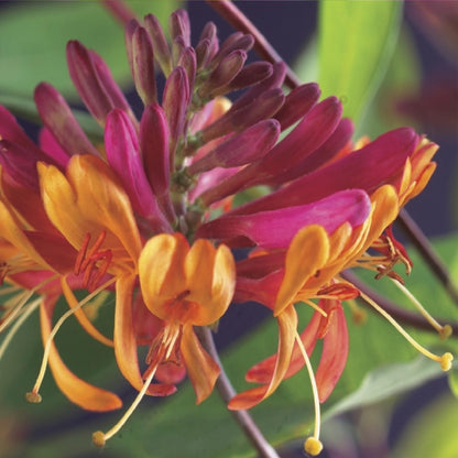 Kamperfoelie - Lonicera heckrottii Goldflame - 2 planten - Forestbloom
