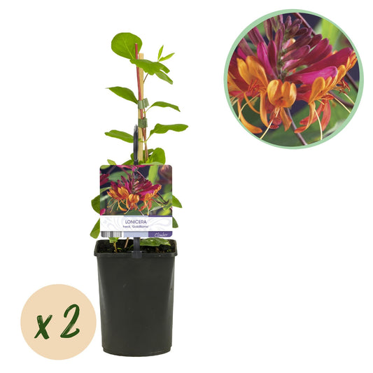 Kamperfoelie - Lonicera heckrottii Goldflame - 2 planten - Forestbloom