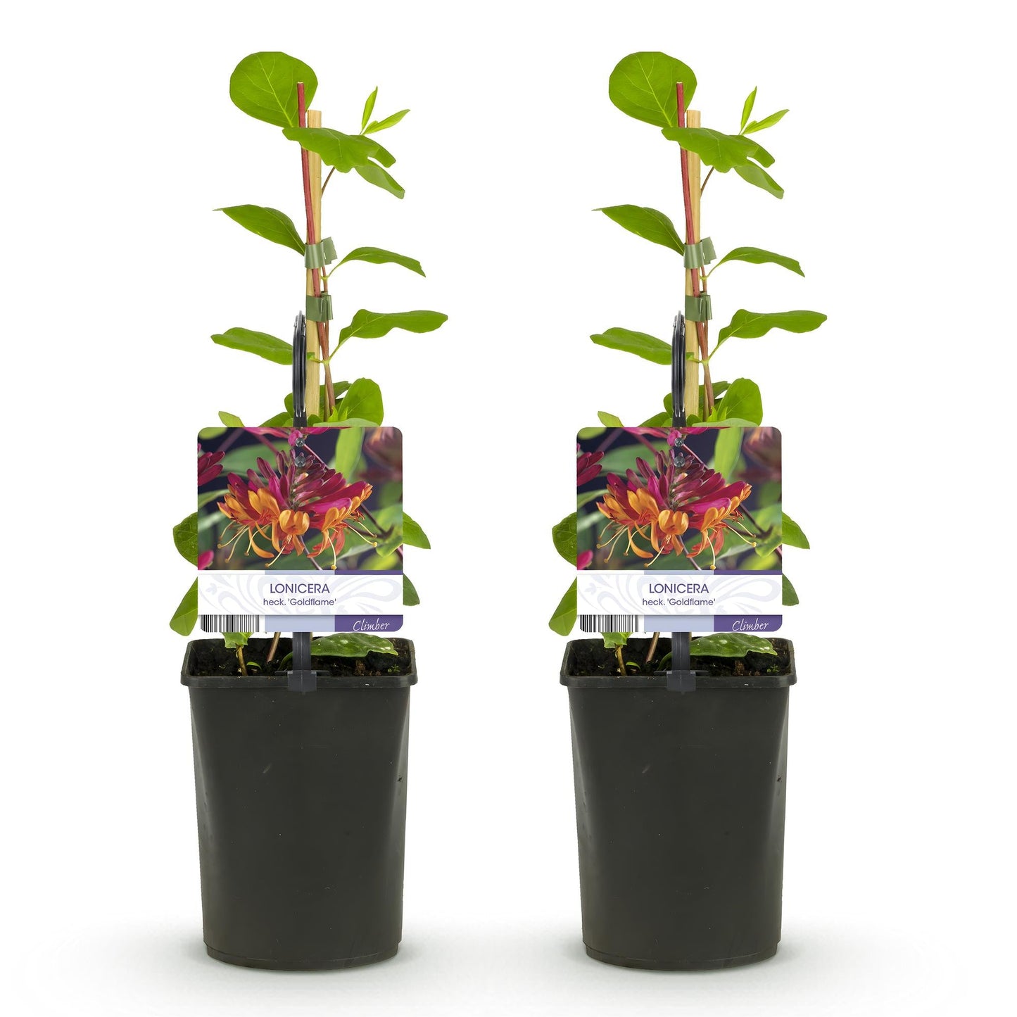 Kamperfoelie - Lonicera heckrottii Goldflame - 2 planten - Forestbloom