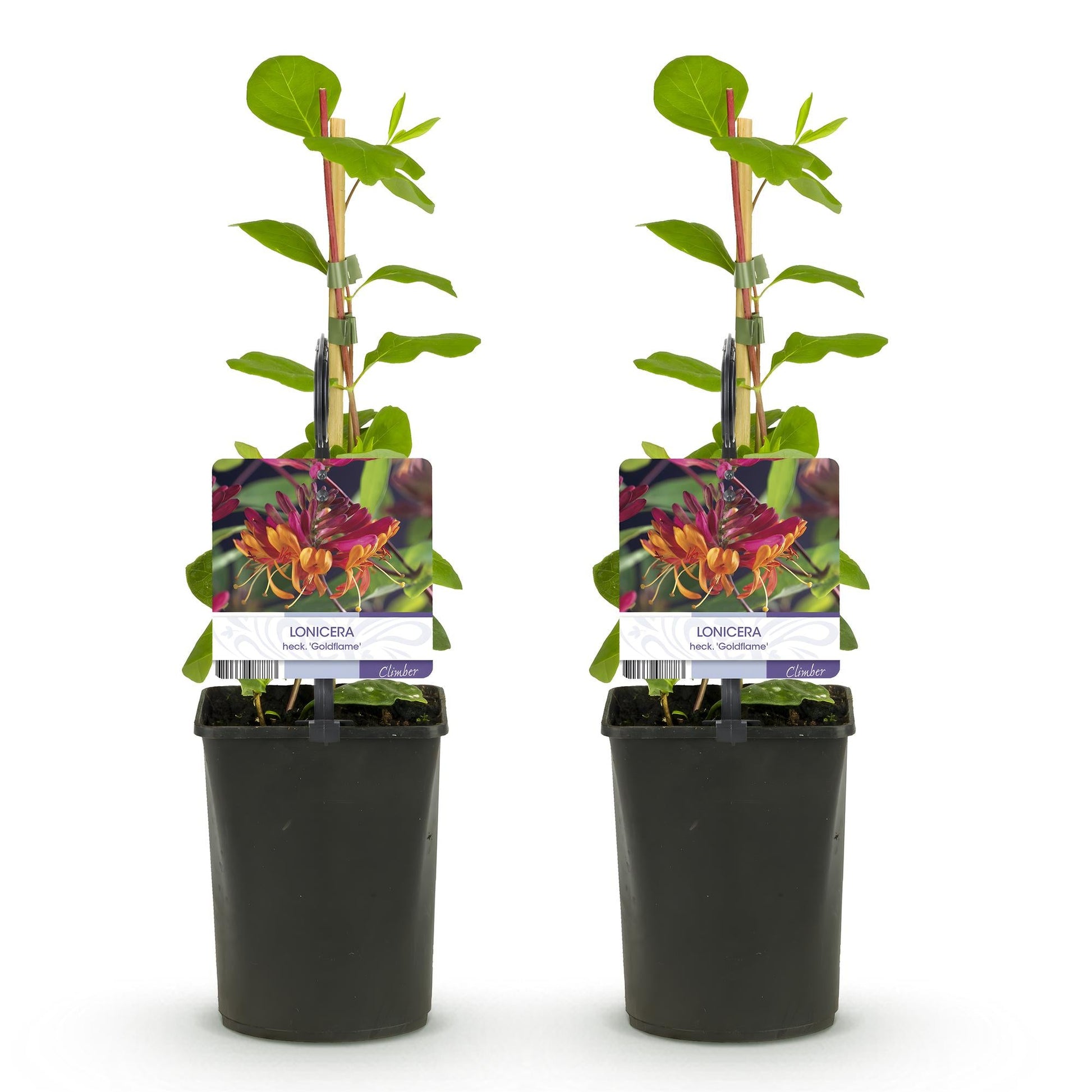 Kamperfoelie - Lonicera heckrottii Goldflame - 2 planten - Forestbloom