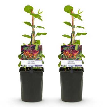 Kamperfoelie - Lonicera heckrottii Goldflame - 2 planten - Forestbloom