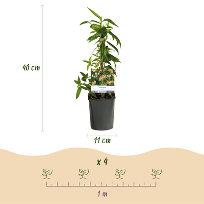 Kamperfoelie - Lonicera henryi - 2 planten - Forestbloom