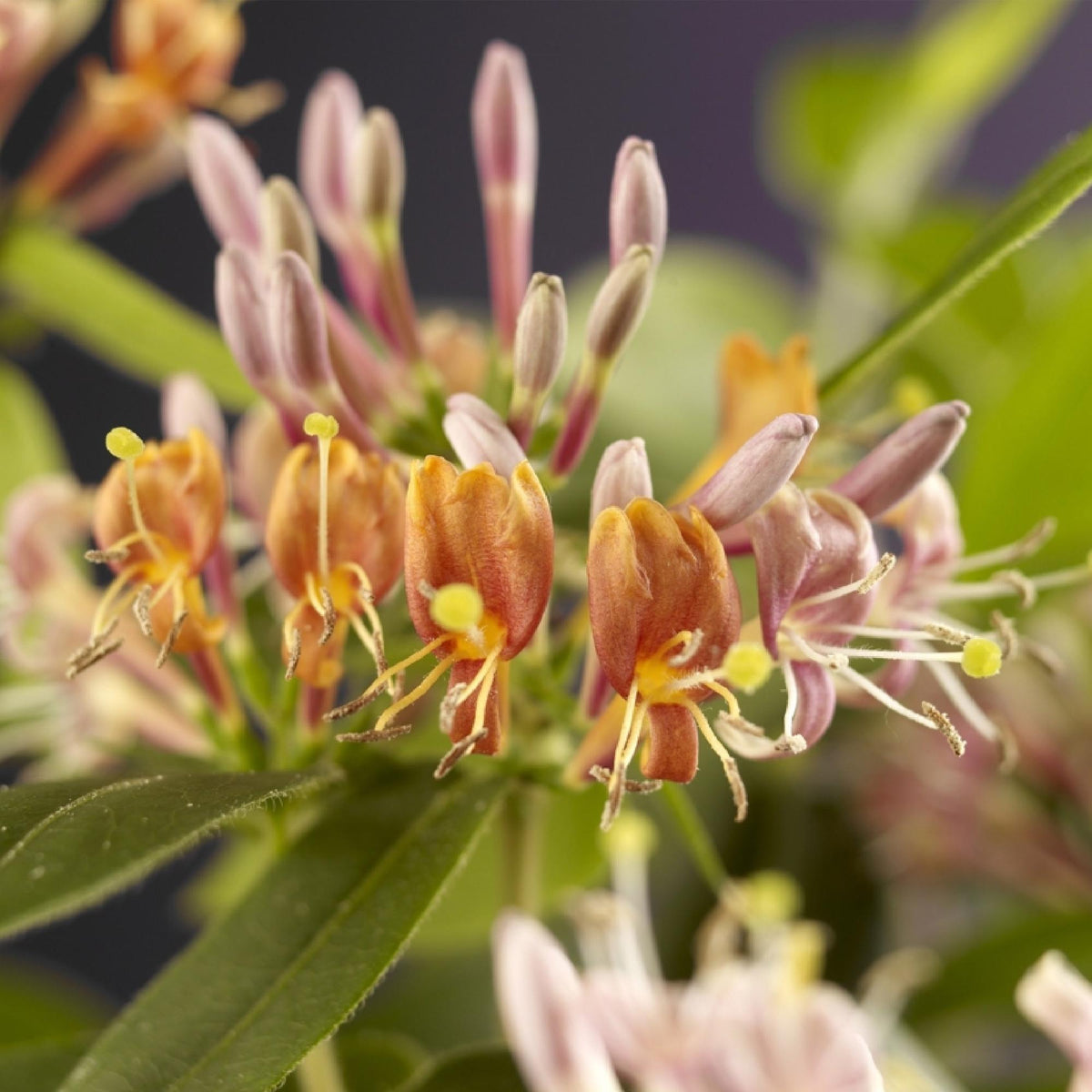 Kamperfoelie - Lonicera henryi - 2 planten - Forestbloom