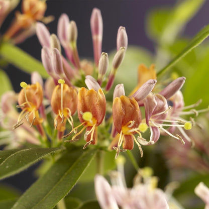 Kamperfoelie - Lonicera henryi - 2 planten - Forestbloom