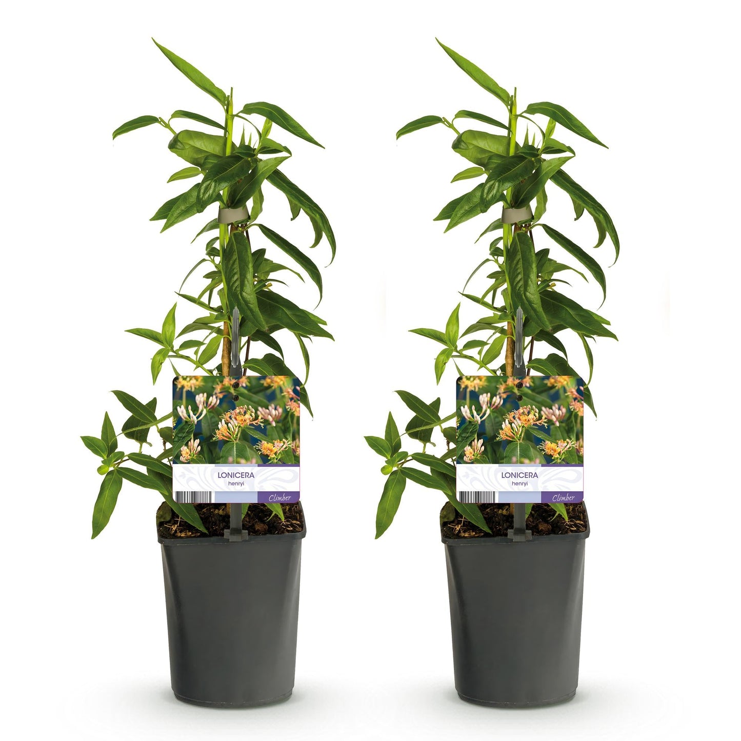 Kamperfoelie - Lonicera henryi - 2 planten - Forestbloom