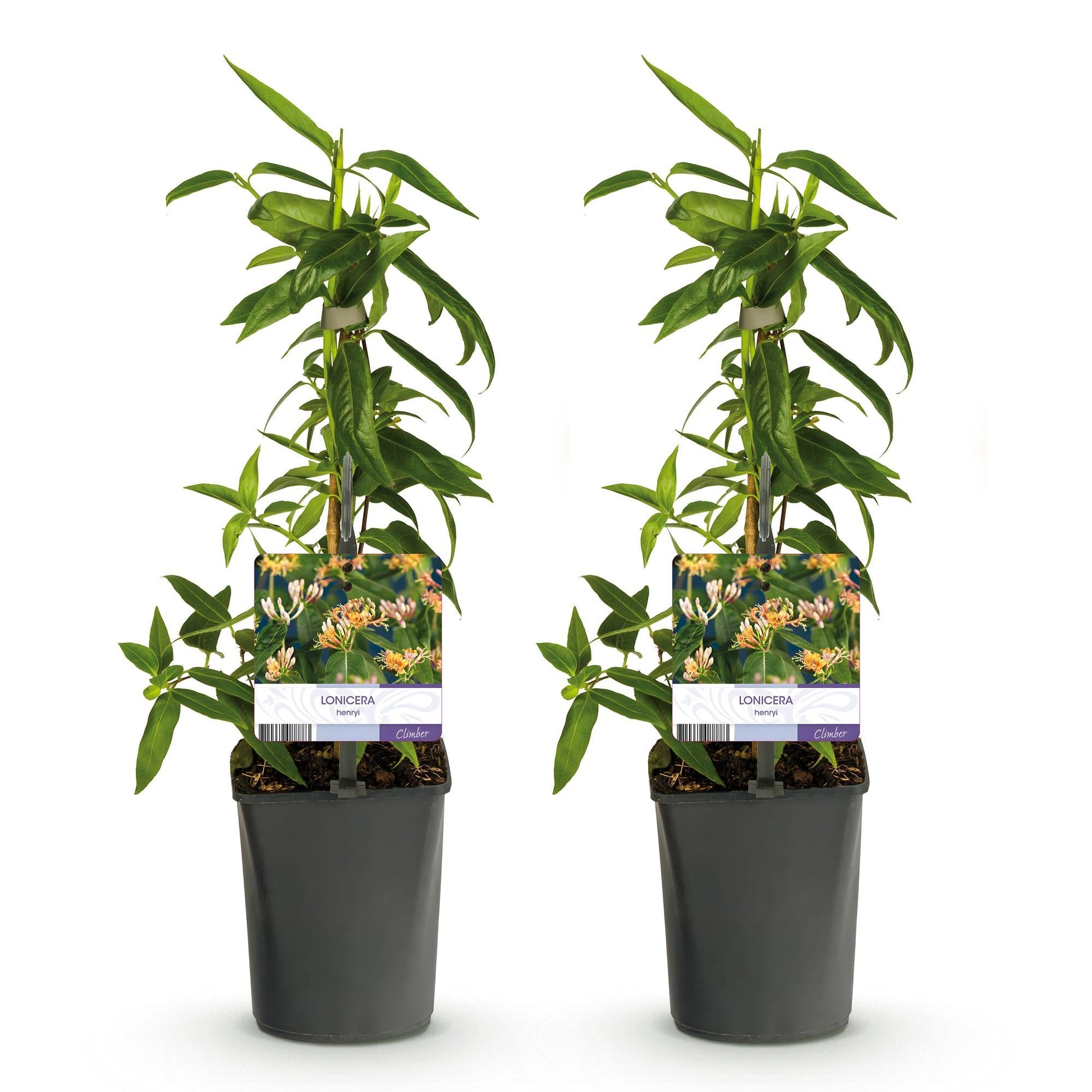 Kamperfoelie - Lonicera henryi - 2 planten - Forestbloom