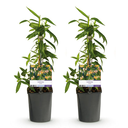 Kamperfoelie - Lonicera henryi - 2 planten - Forestbloom