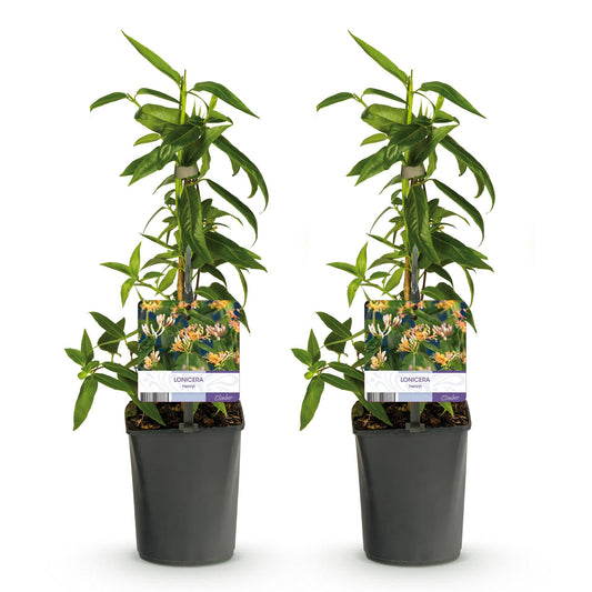 Kamperfoelie - Lonicera henryi - 2 planten - Forestbloom