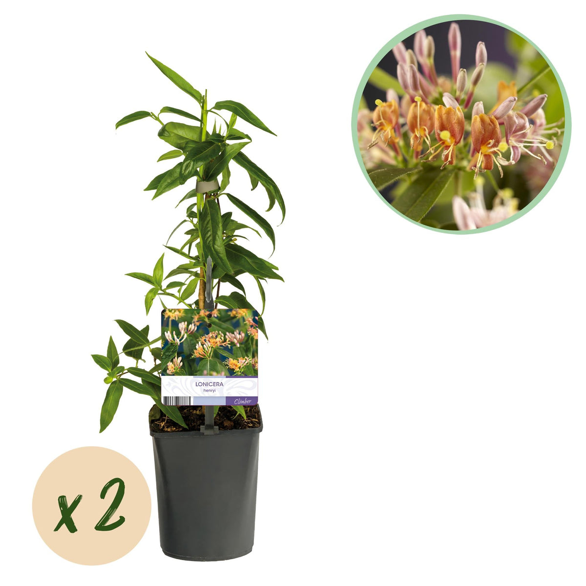 Kamperfoelie - Lonicera henryi - 2 planten - Forestbloom