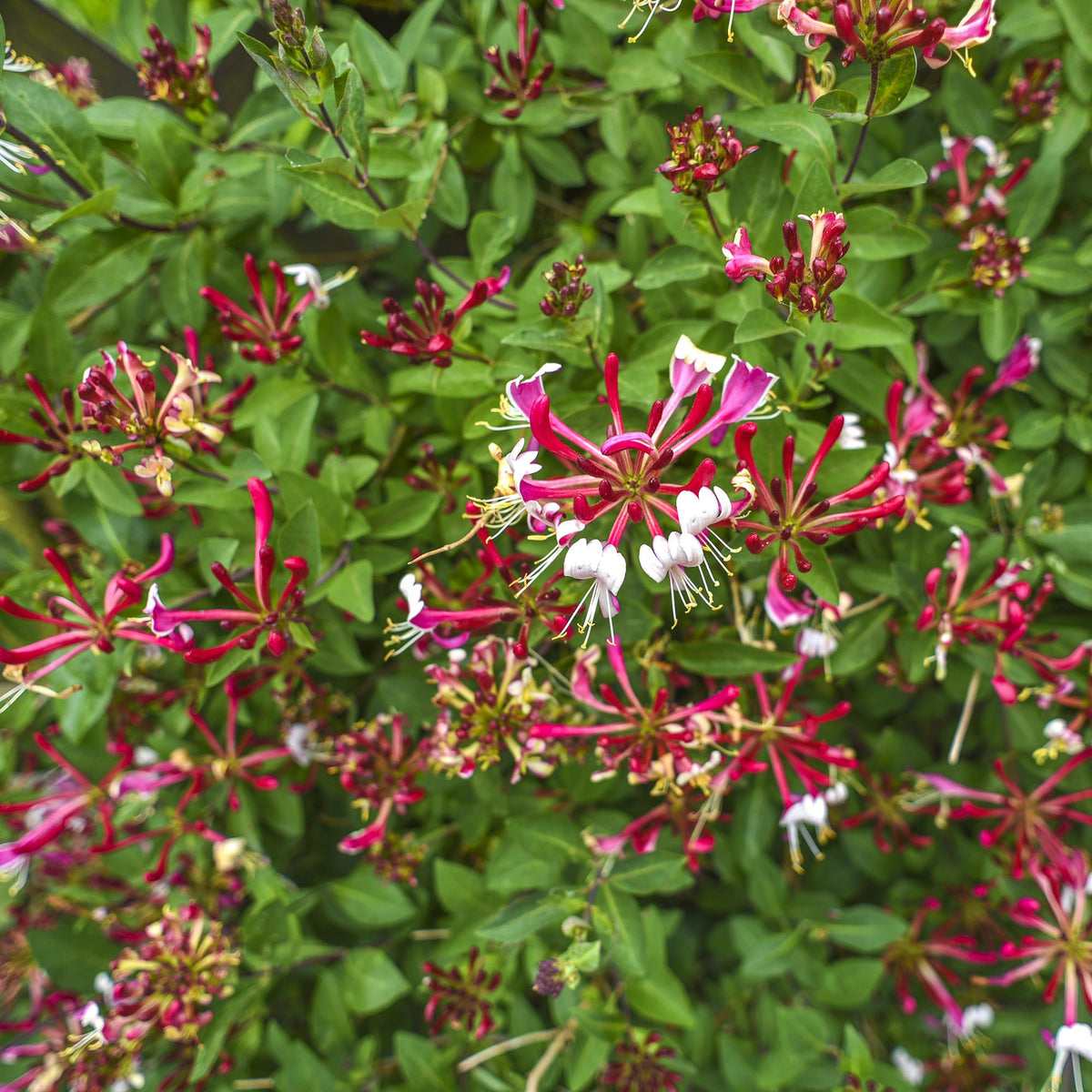 Kamperfoelie - Lonicera Serotina - 2 planten - Forestbloom
