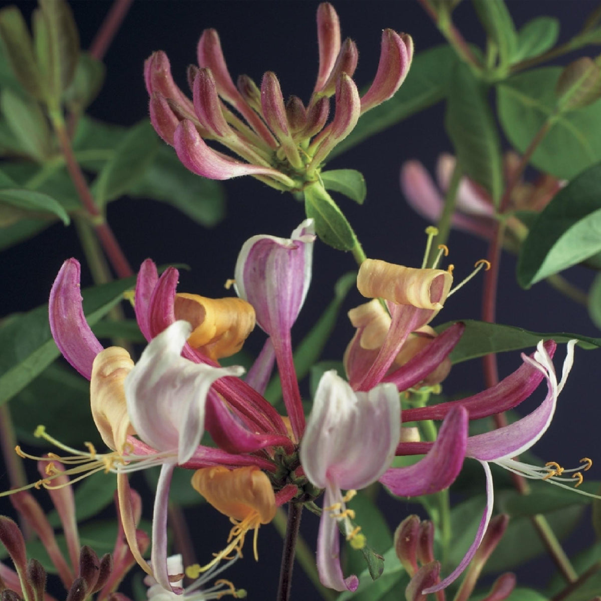 Kamperfoelie - Lonicera Serotina - 2 planten - Forestbloom
