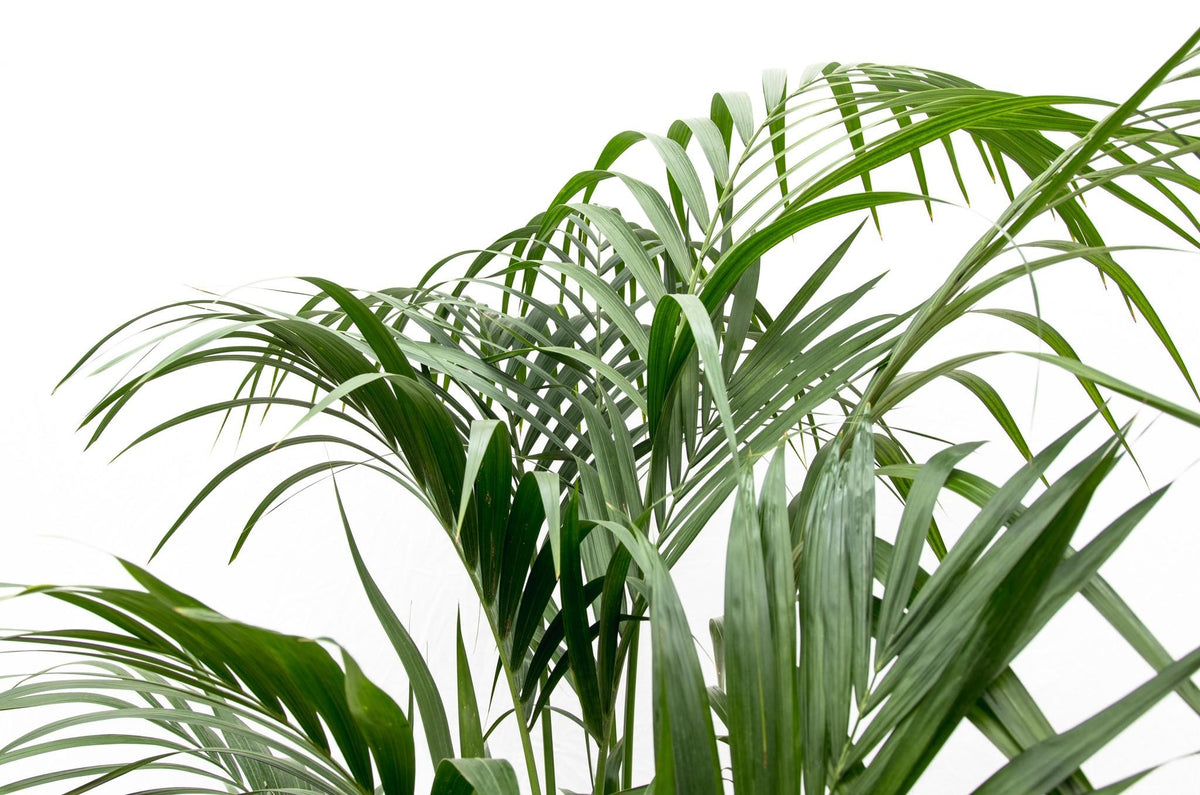 Kentia palm - 180 cm - Forestbloom