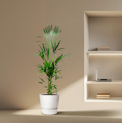 Kentia palm - 180 cm - Forestbloom