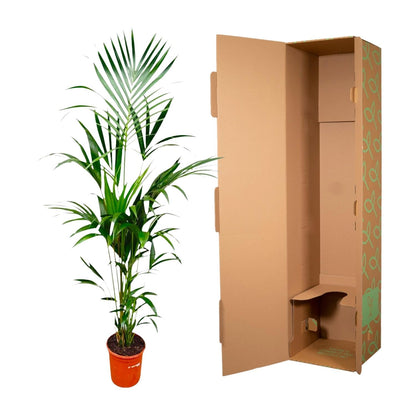 Kentia palm - 180 cm - Forestbloom