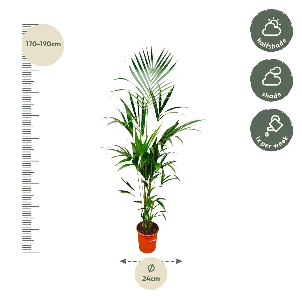 Kentia palm - 180 cm - Forestbloom