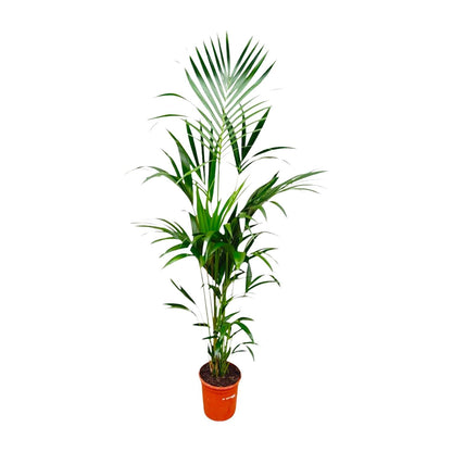 Kentia palm - 180 cm - Forestbloom