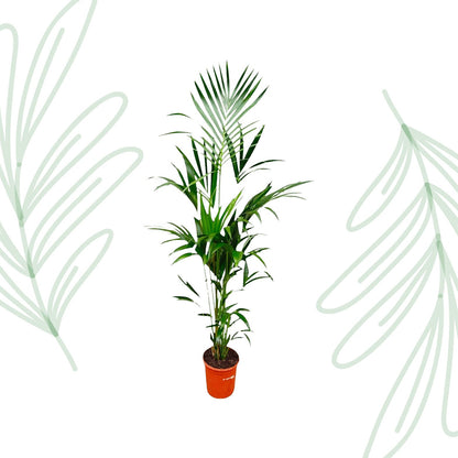 Kentia palm - 180 cm - Forestbloom