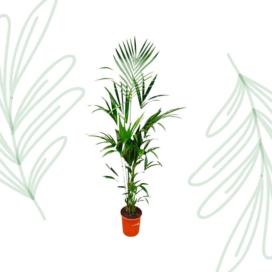 Kentia palm - 180 cm - Forestbloom