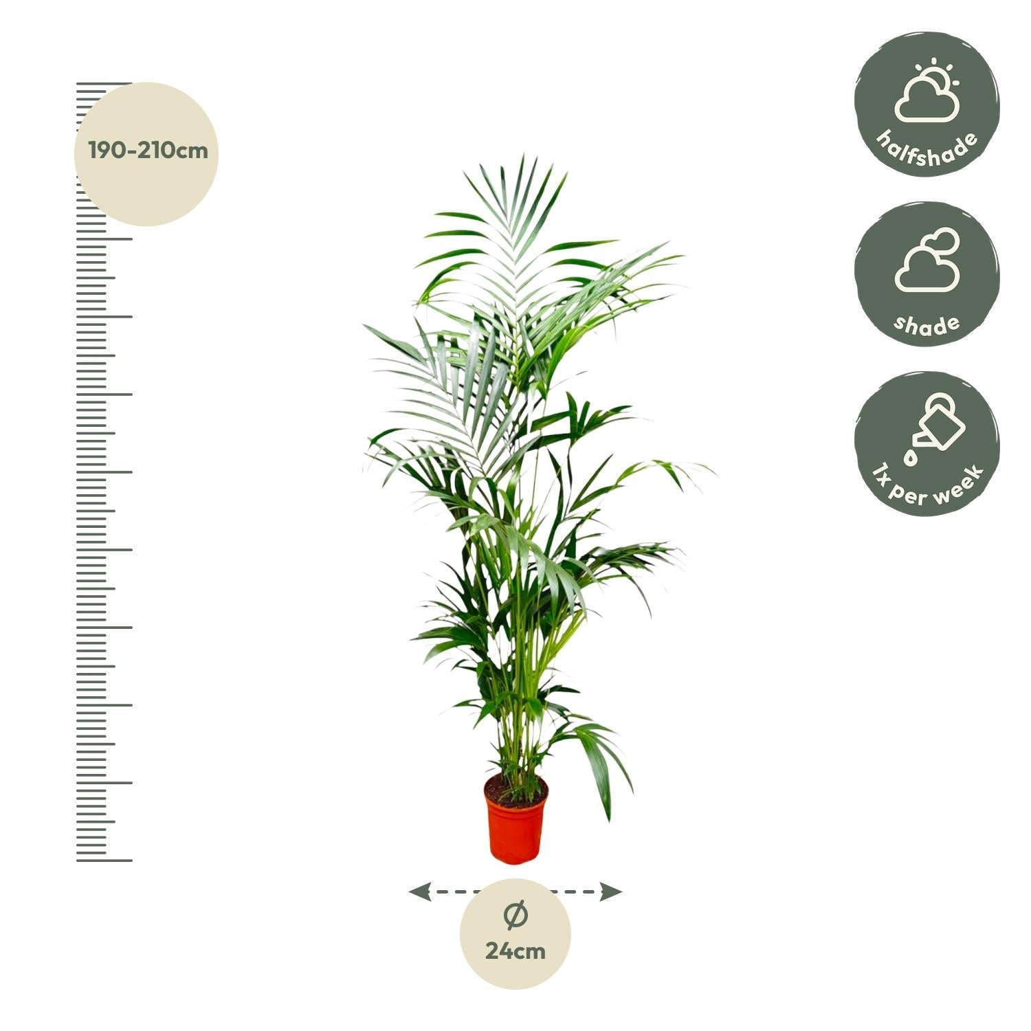 Kentia Palm - 200 cm - Forestbloom