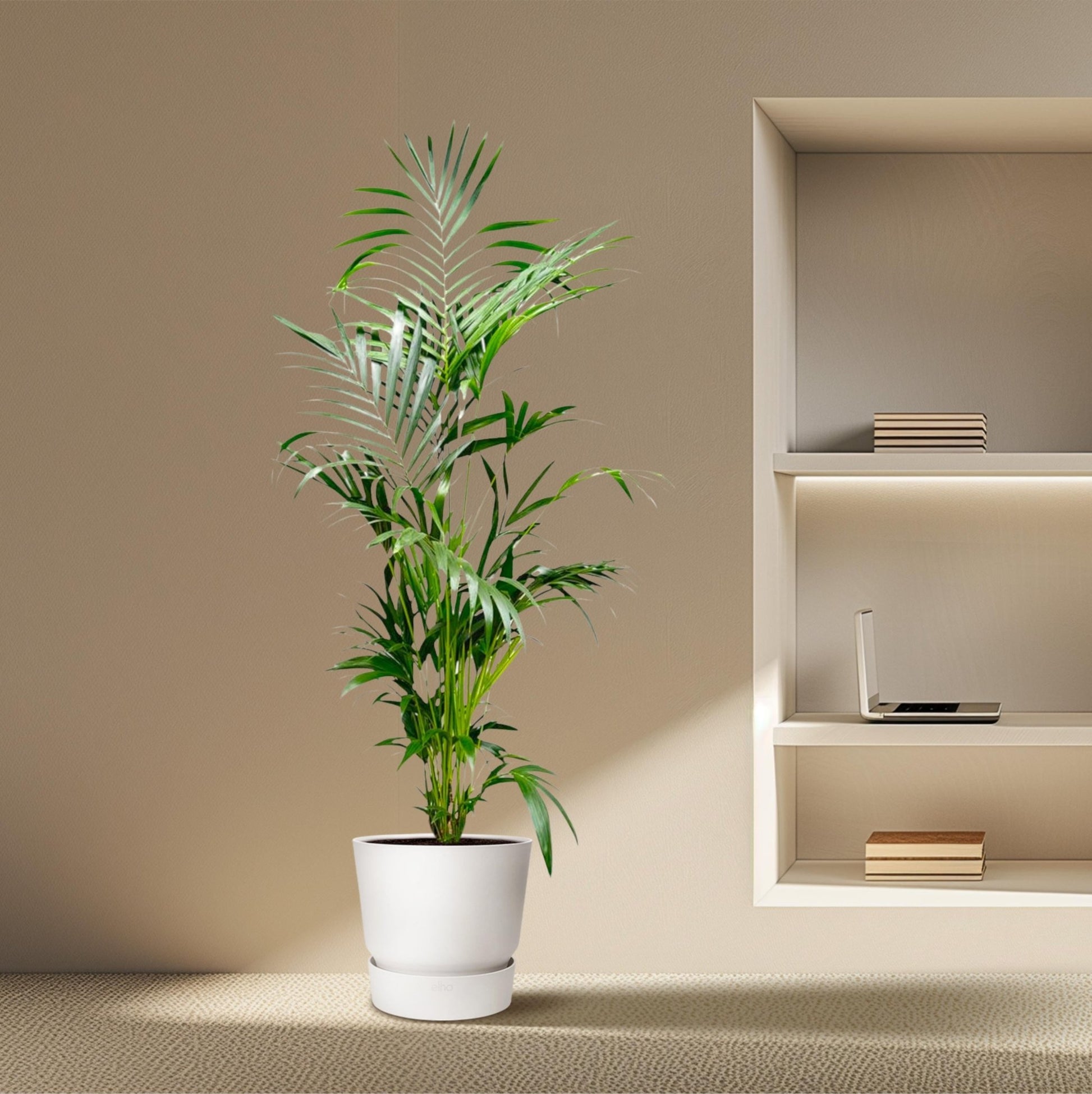 Kentia Palm - 200 cm - Forestbloom