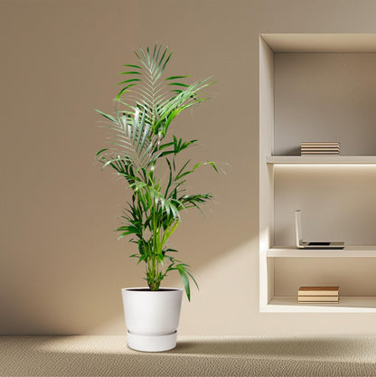 Kentia Palm - 200 cm - Forestbloom