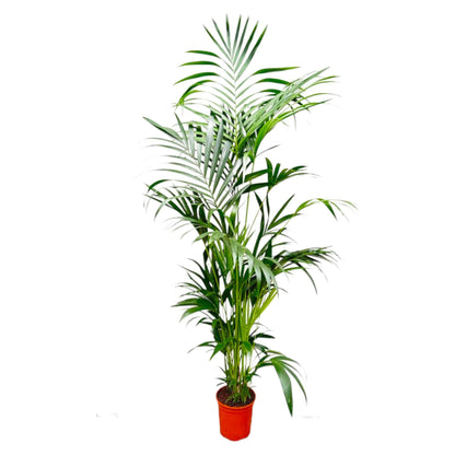 Kentia Palm - 200 cm - Forestbloom