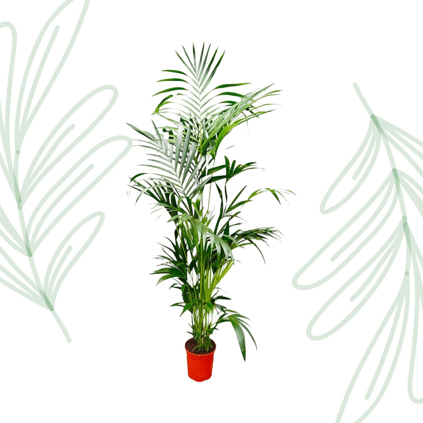 Kentia Palm - 200 cm - Forestbloom