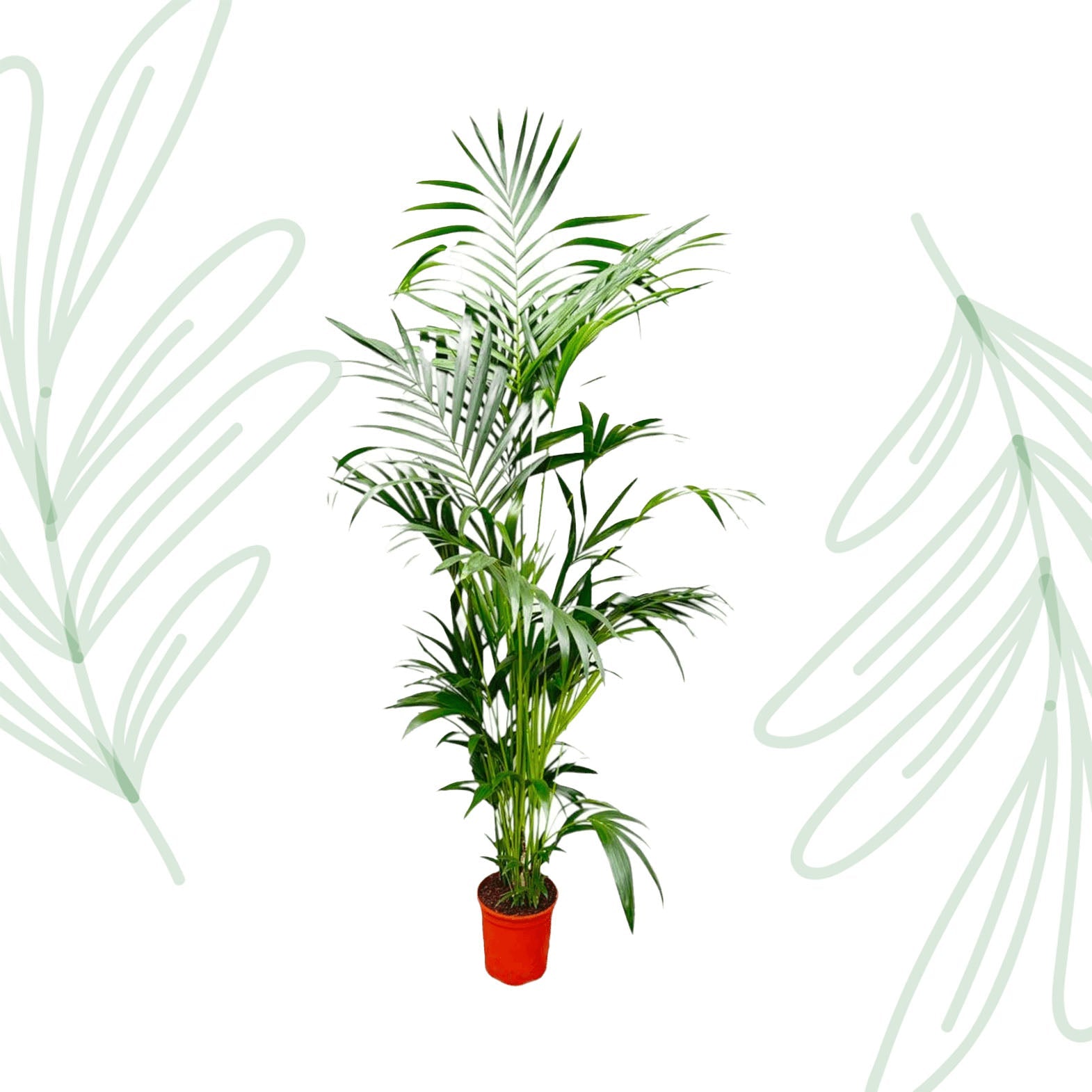 Kentia Palm - 200 cm - Forestbloom