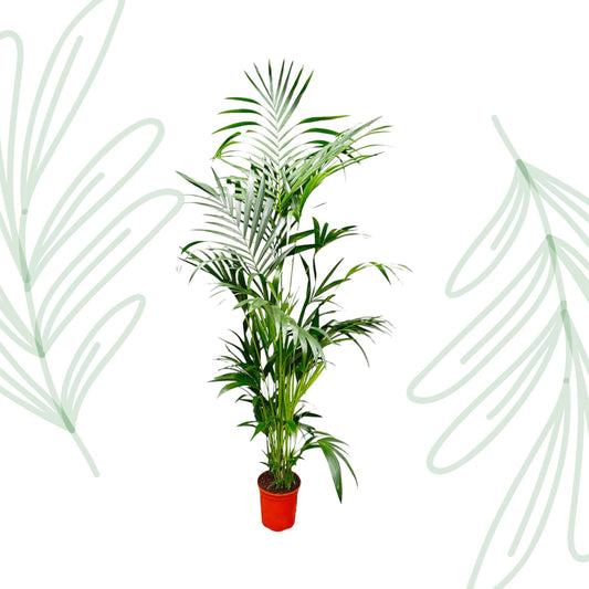 Kentia Palm - 200 cm - Forestbloom
