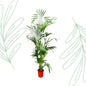 Kentia Palm - 200 cm - Forestbloom