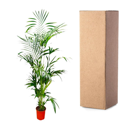 Kentia Palm - 200 cm - Forestbloom