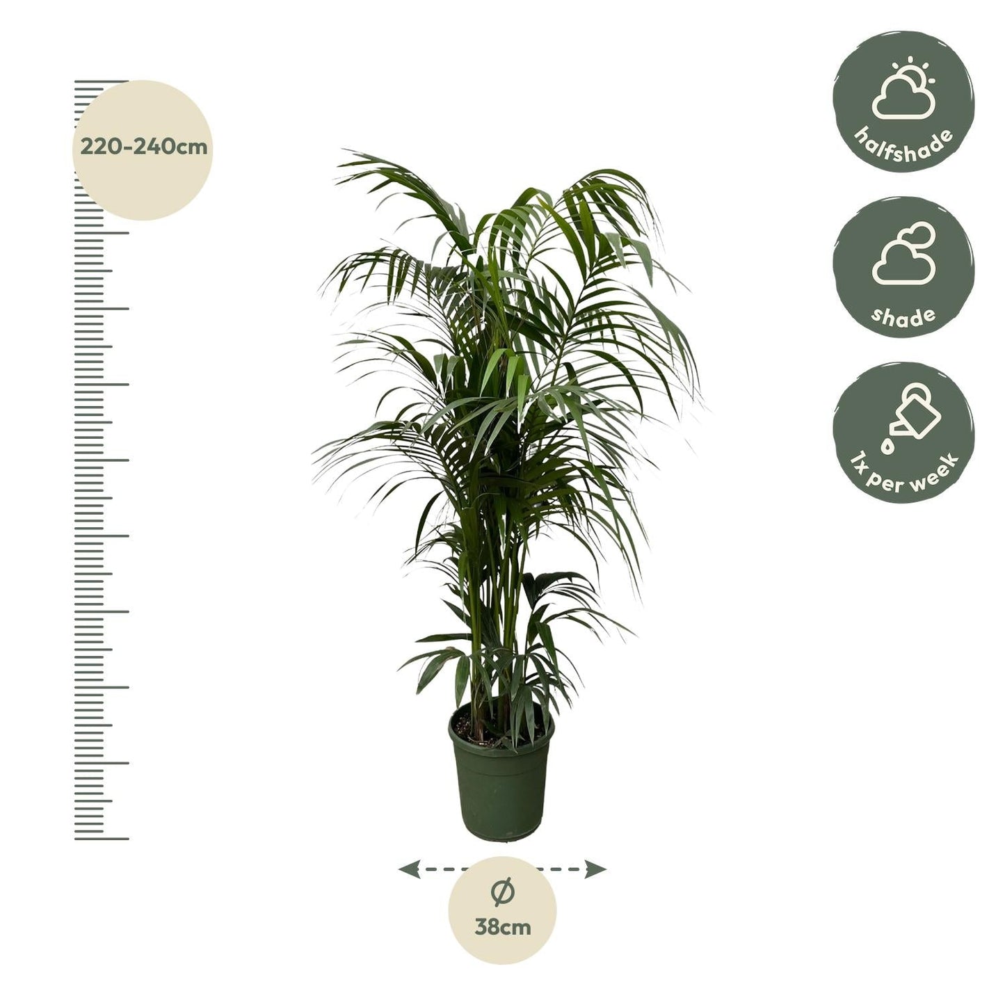Kentia palm - 220 cm - Forestbloom
