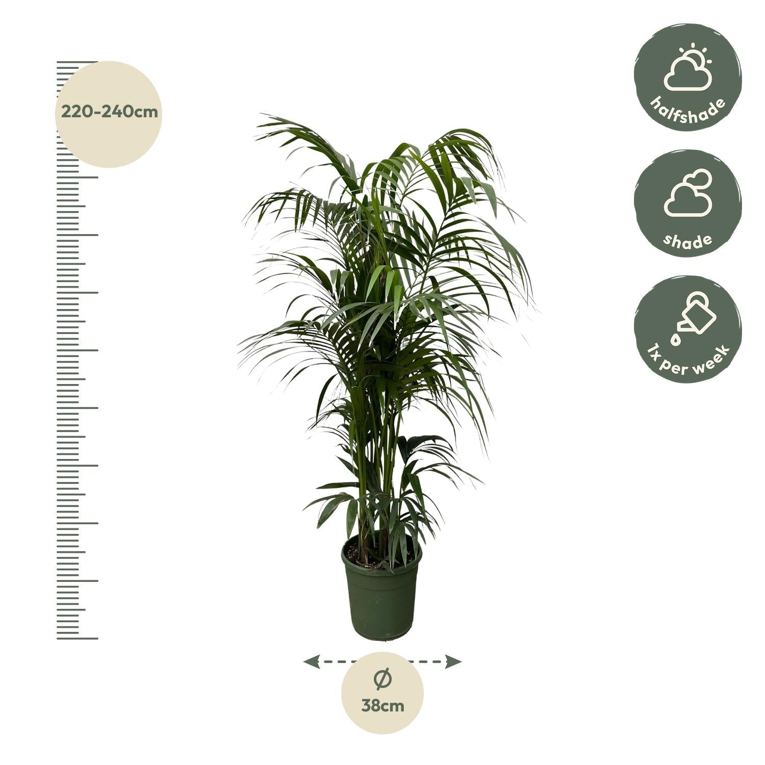 Kentia palm - 220 cm - Forestbloom