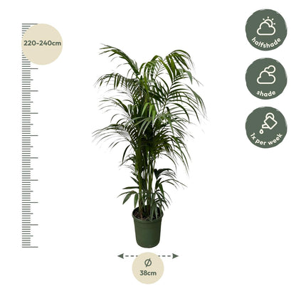 Kentia palm - 220 cm - Forestbloom