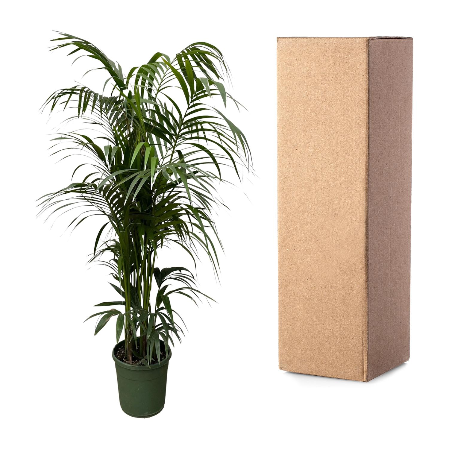 Kentia palm - 220 cm - Forestbloom