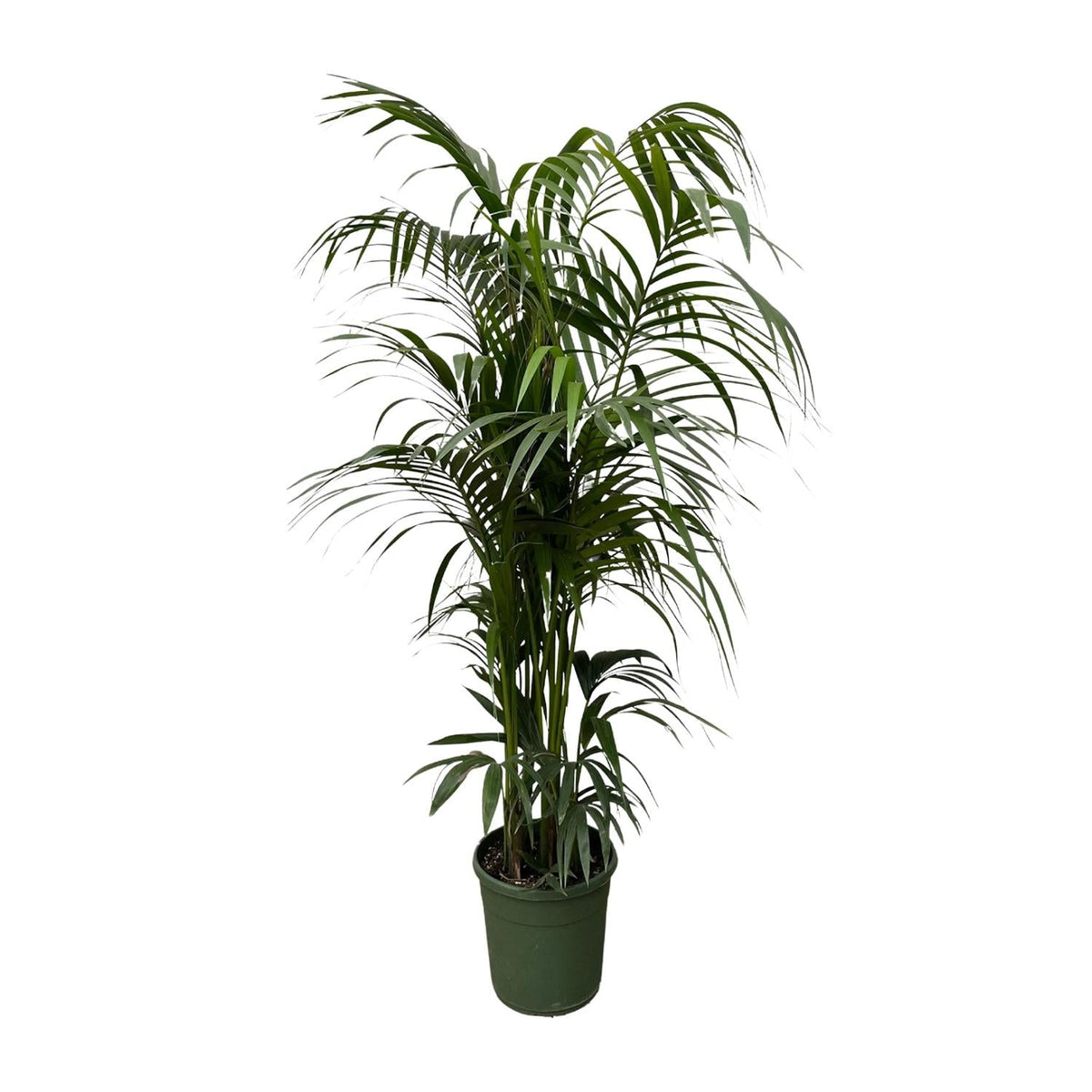 Kentia palm - 220 cm - Forestbloom