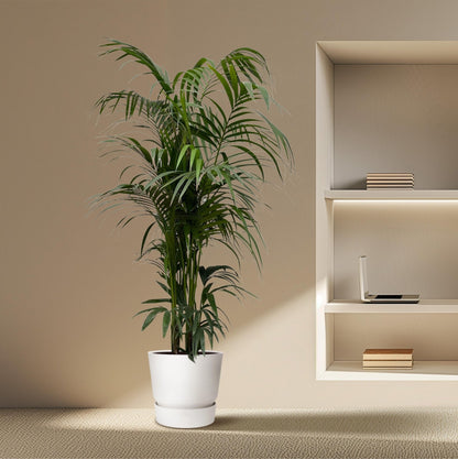 Kentia palm - 220 cm - Forestbloom