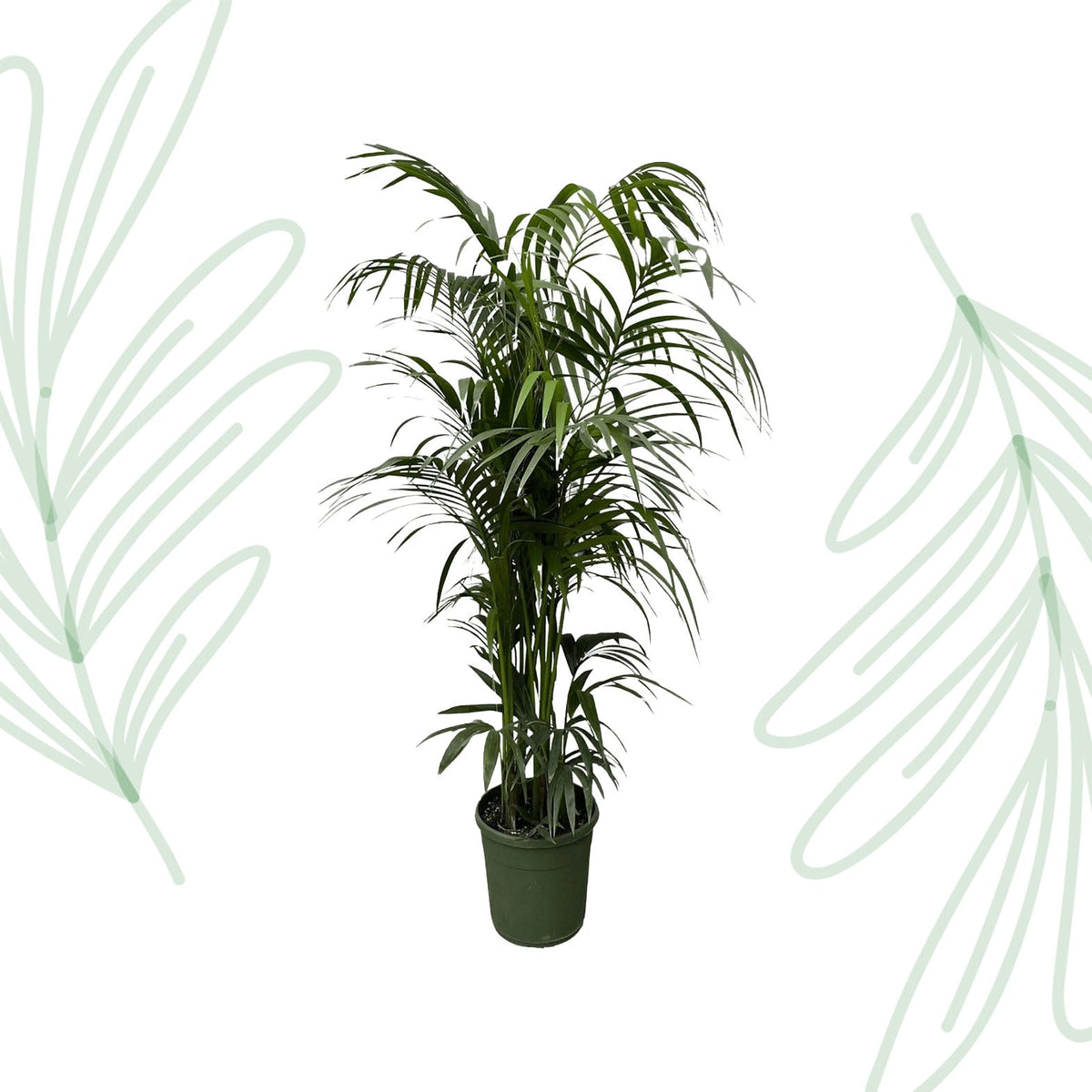 Kentia palm - 220 cm - Forestbloom