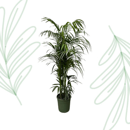 Kentia palm - 220 cm - Forestbloom