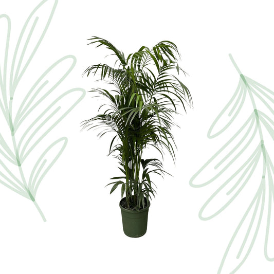 Kentia palm - 220 cm - Forestbloom