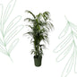 Kentia palm - 220 cm - Forestbloom