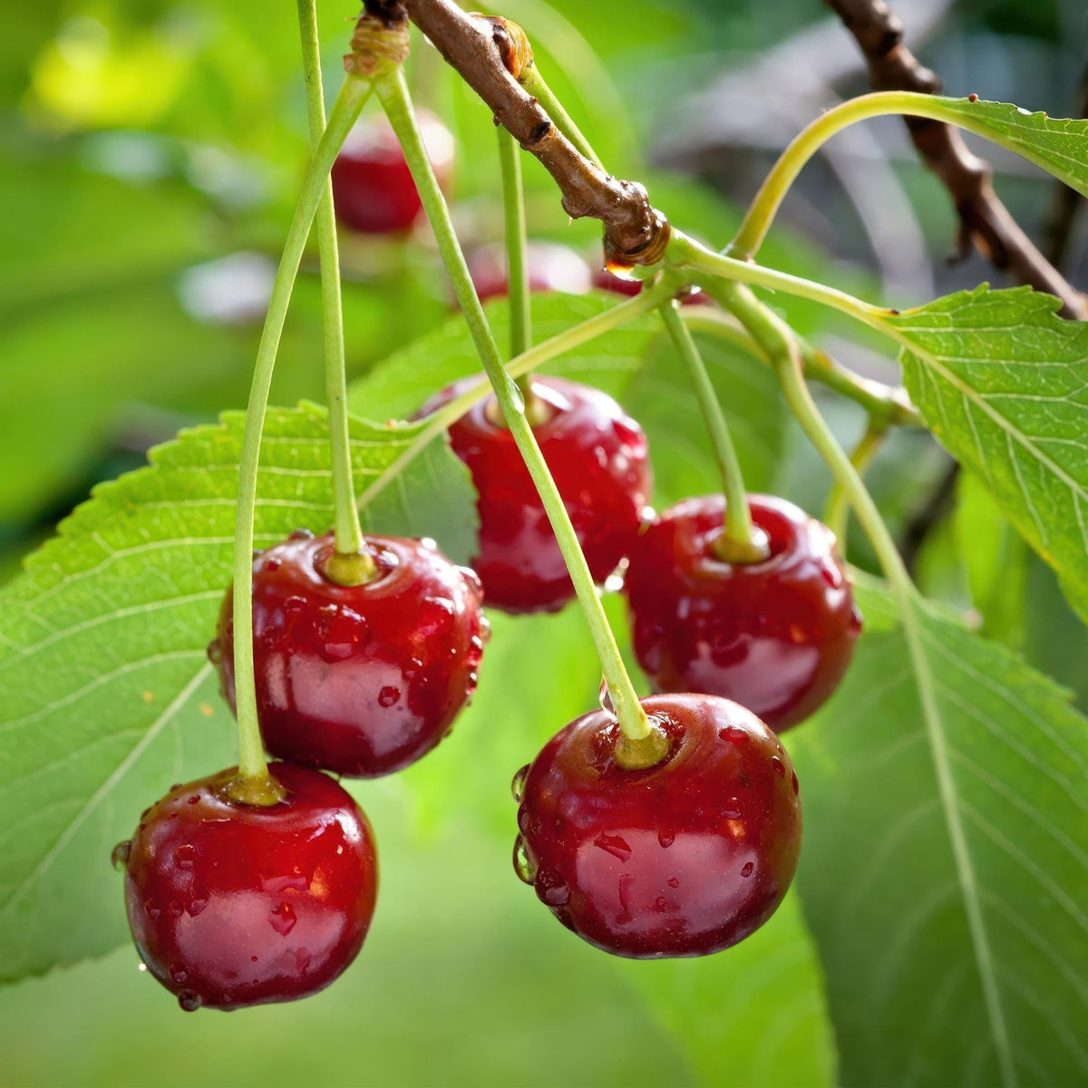 Kersenboom - Prunus avium Regina - Rode kers - Forestbloom