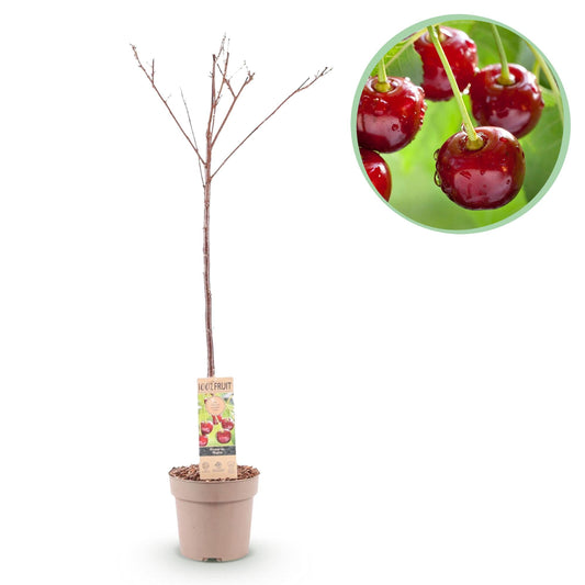 Kersenboom - Prunus avium Regina - Rode kers - Forestbloom