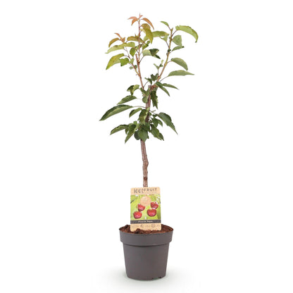 Kersenboom - Prunus avium Regina - Rode kers - Forestbloom