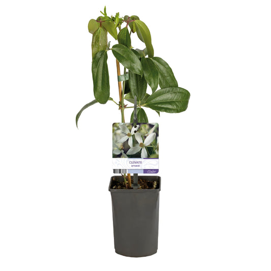 Klimplant - Clematis armandii - Forestbloom