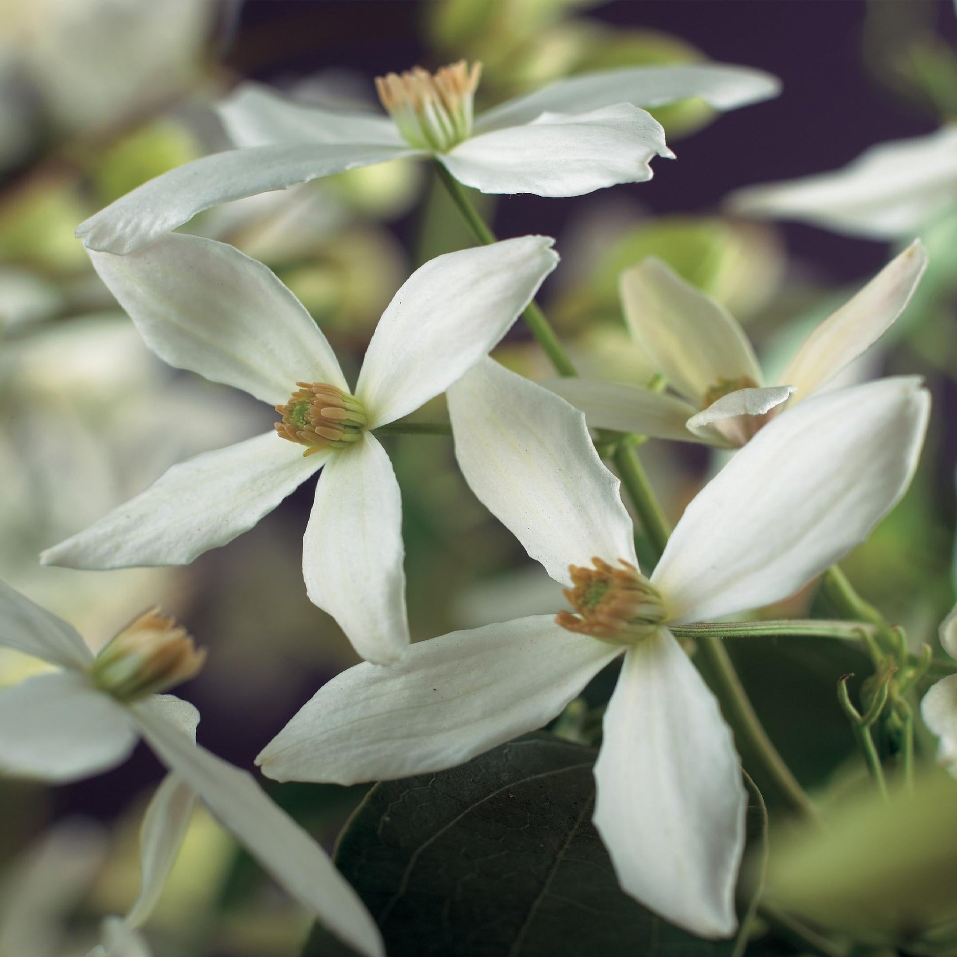 Klimplant - Clematis armandii - Forestbloom
